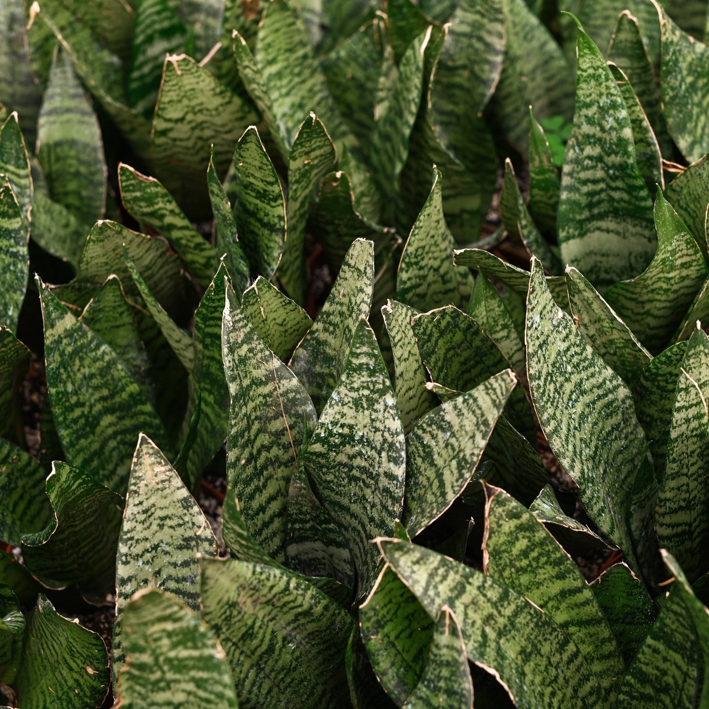 Snake 'Zeylancia', Snake Plant - Live Plant