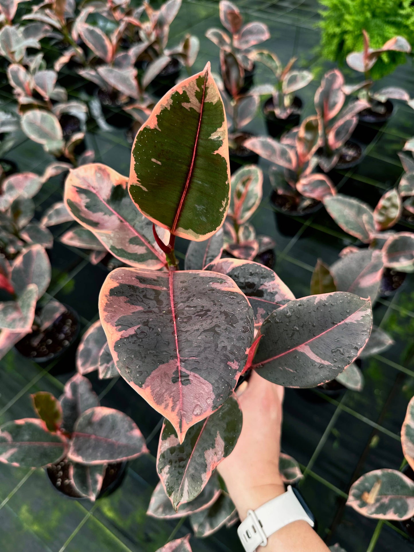 FICUS Ruby Live Plant 6in