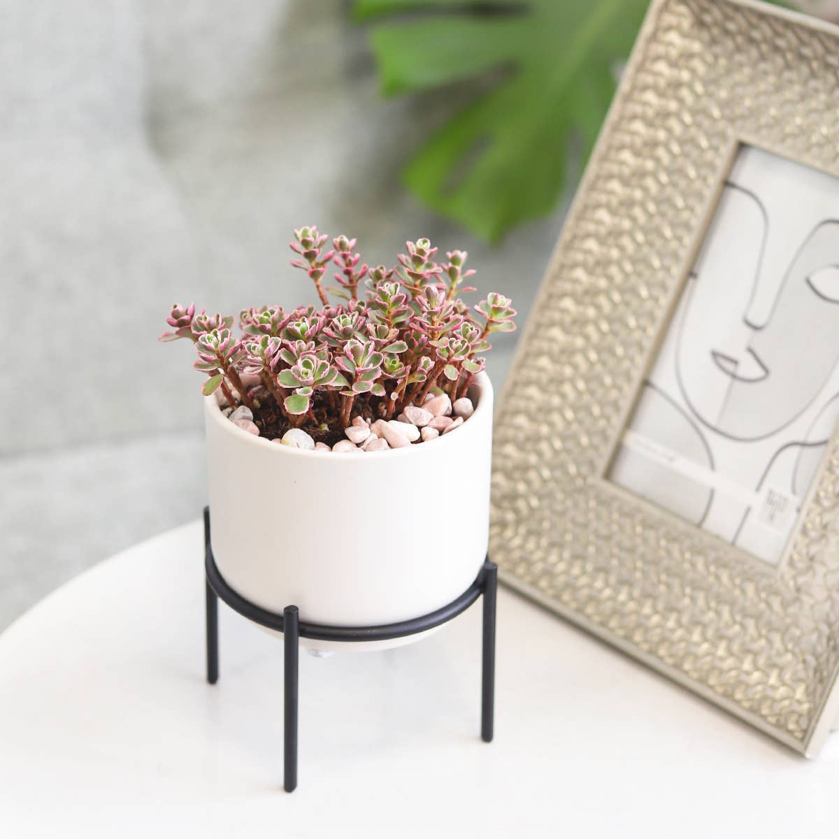 4" Solid White Ceramic Planter with Black Metal Stand