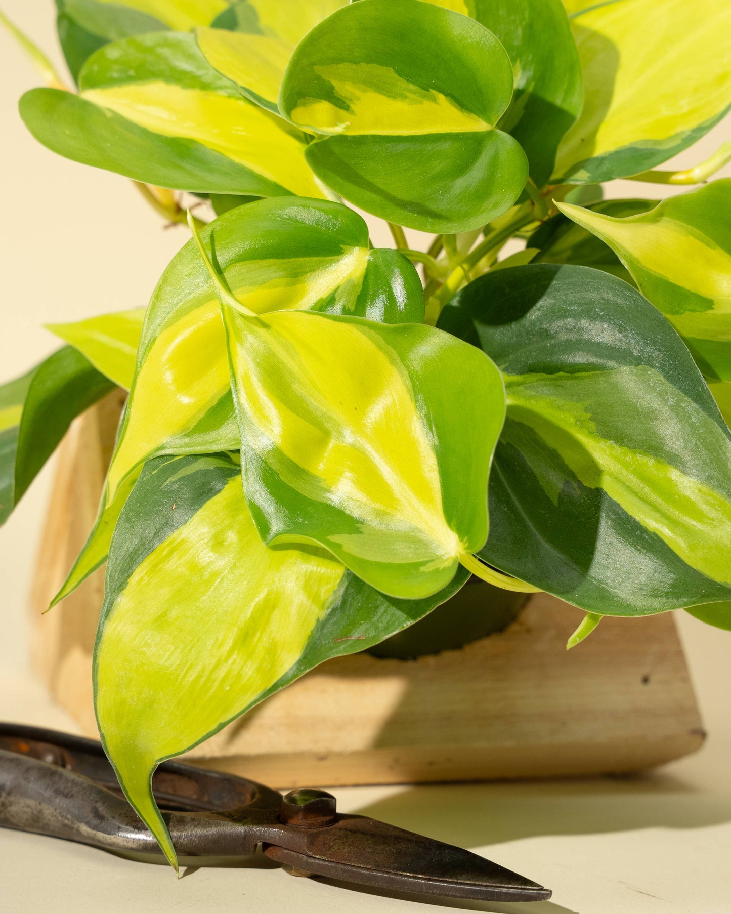4" Philodendron 'Brasil'