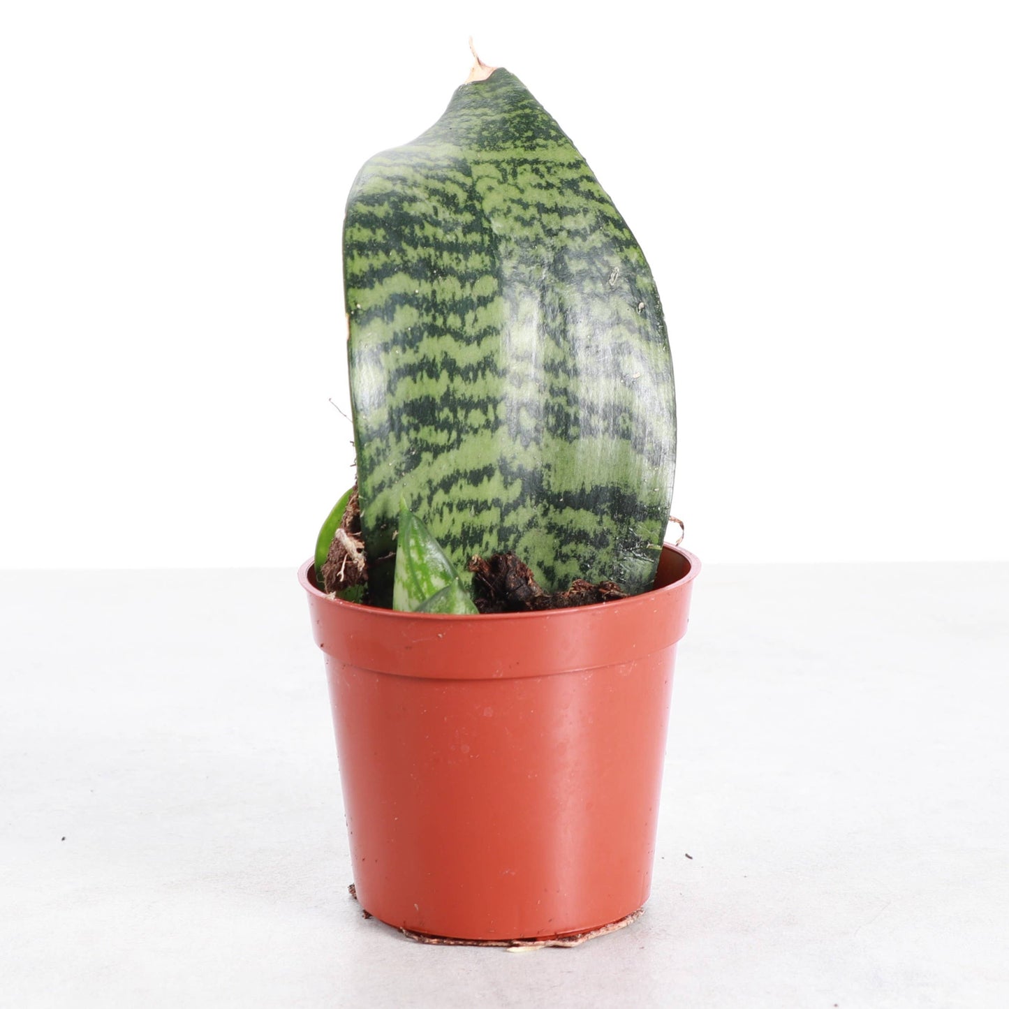 Koi Fin Snake Plant - 2.5" Live Plant - Mini Whale Fin