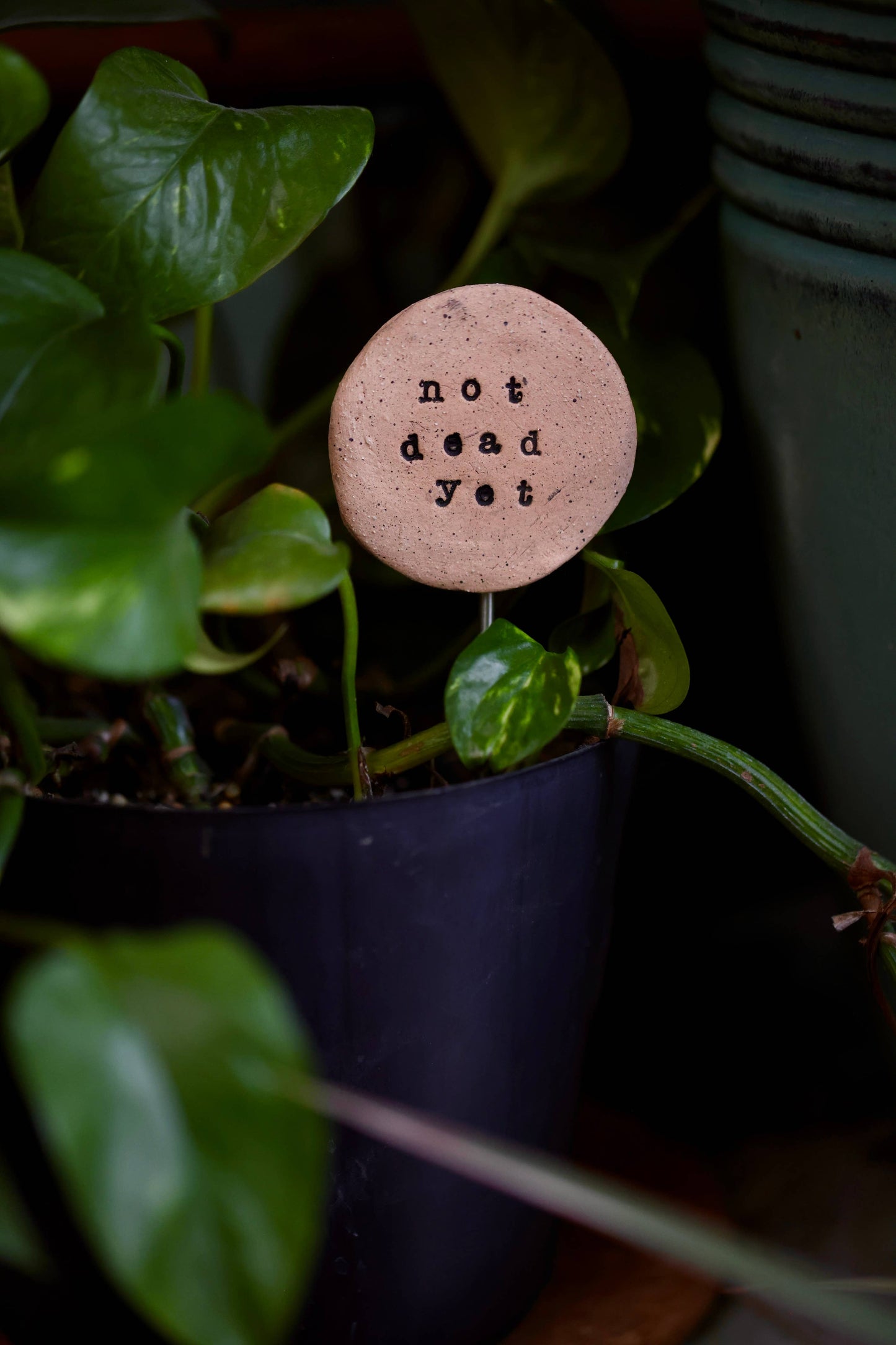 Plant Buddies - Text - Not Dead Yet