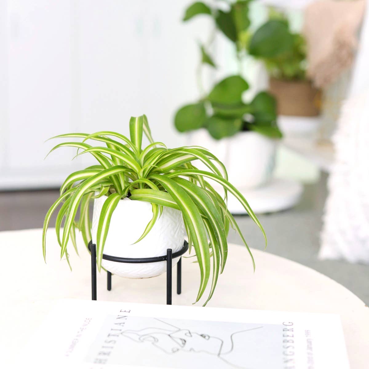4" Solid White Ceramic Planter with Black Metal Stand