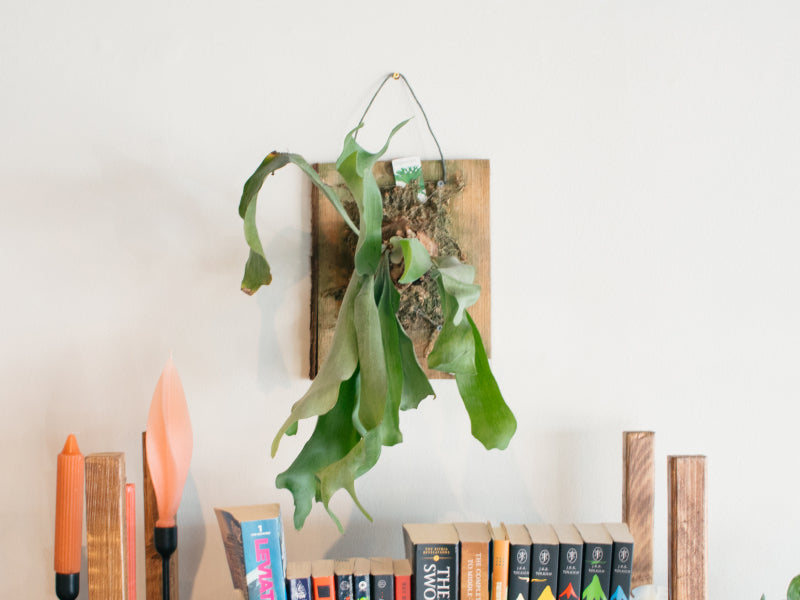 Staghorn Fern Class (Dec. 3)
