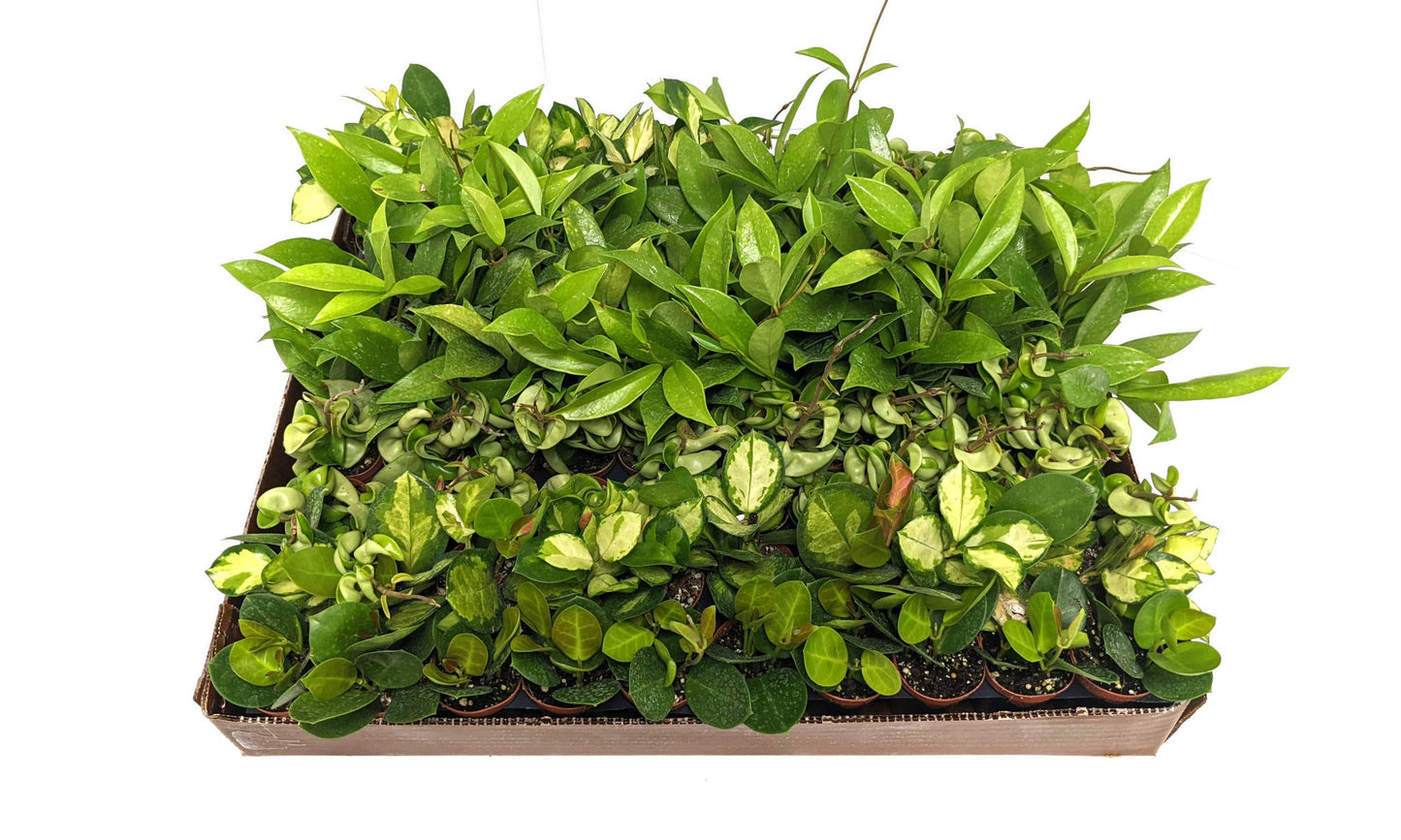 2" Hoya Live Plant Mix