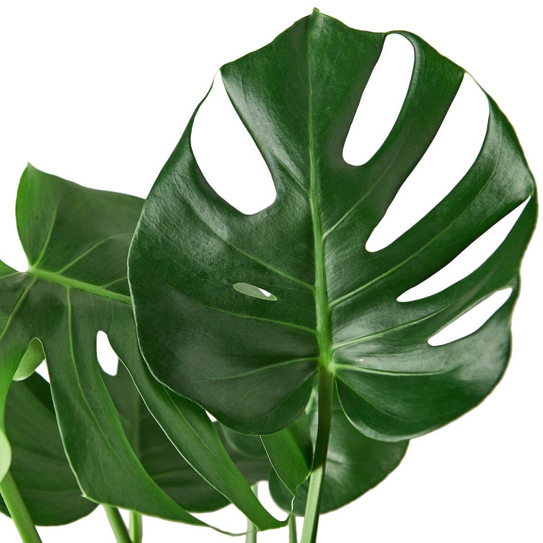 MONSTERA DELICIOSA 4-inch