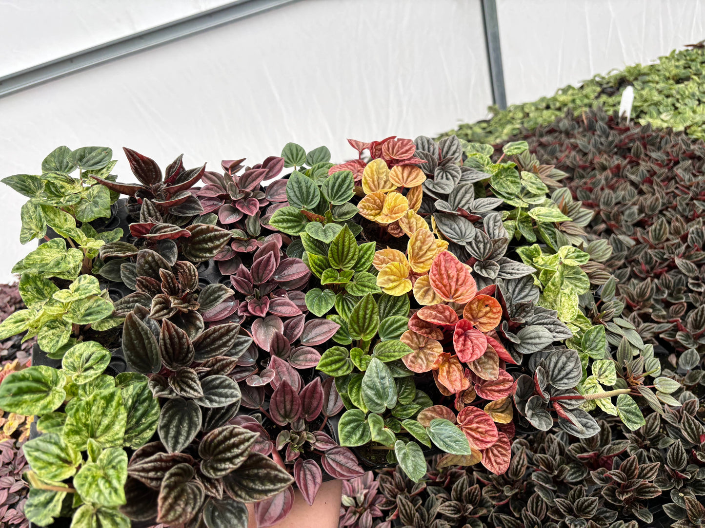 PIXIE Peperomia Assortment Live Plant 2.5in