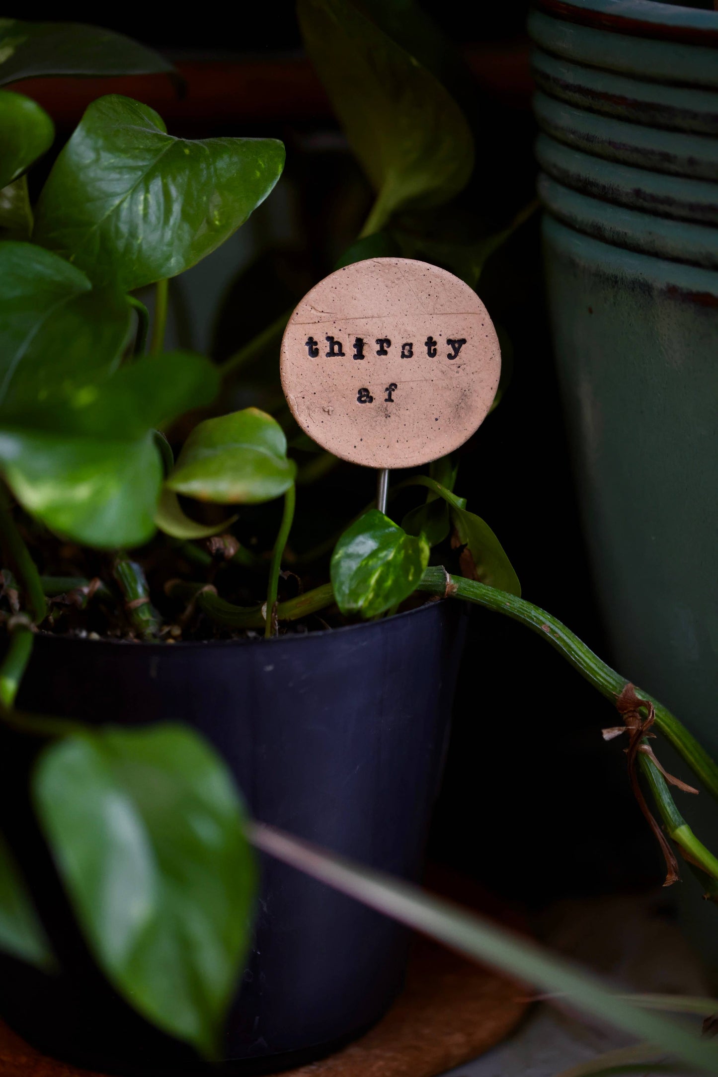 Plant Buddies - Text - Thirsty AF