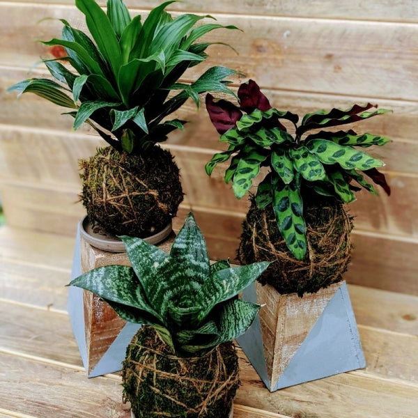 Plant Class @ the Dome House - September 25th