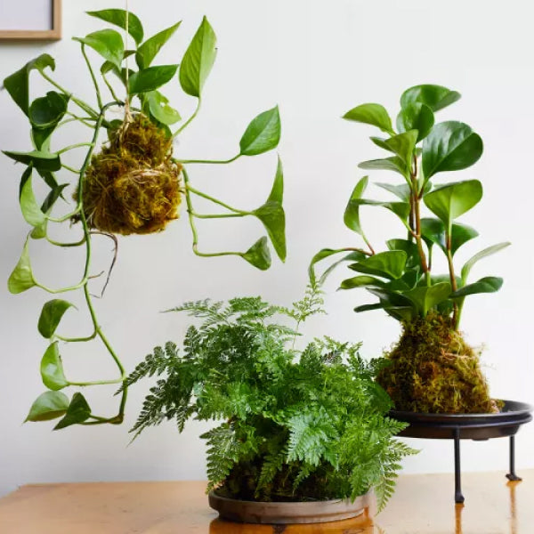 Plant Class @ the Dome House - September 25th
