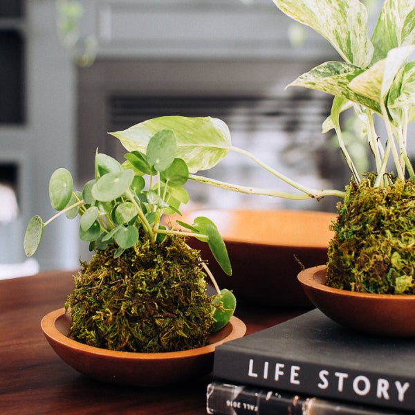 Plant Class @ the Dome House - September 25th