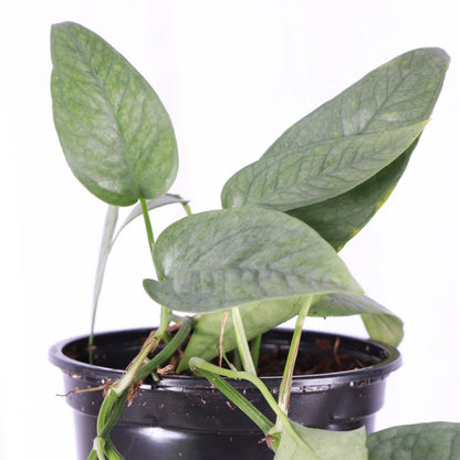 Cebu Blue Pothos - 4" Live Plant