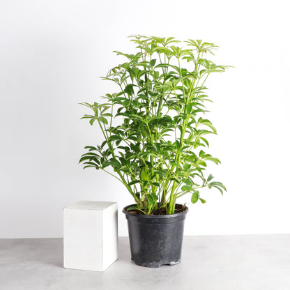 Schefflera Arboricola -  Live Plant