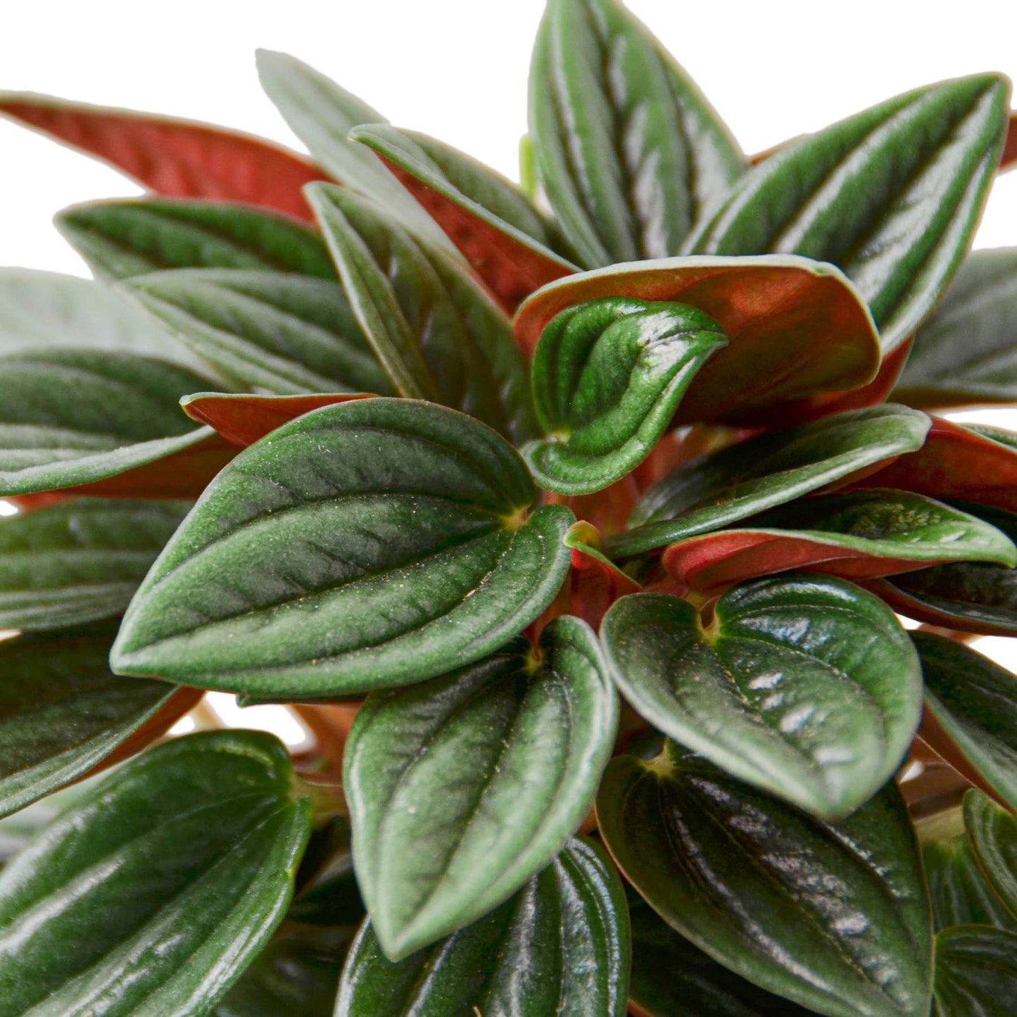 PEPEROMIA ROSSO 4-inch