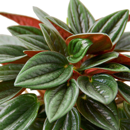 PEPEROMIA ROSSO 4-inch