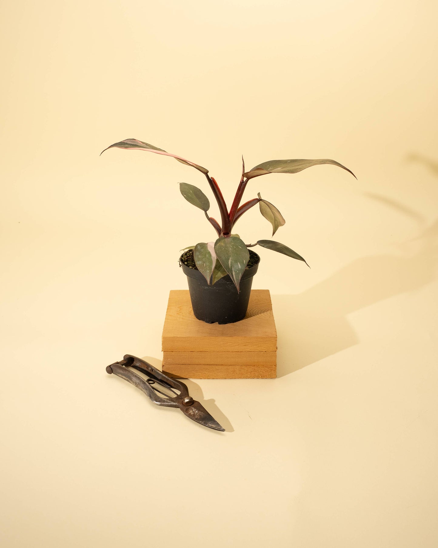 Philodendron Red Anderson 'Pink Knight' - 4 inch