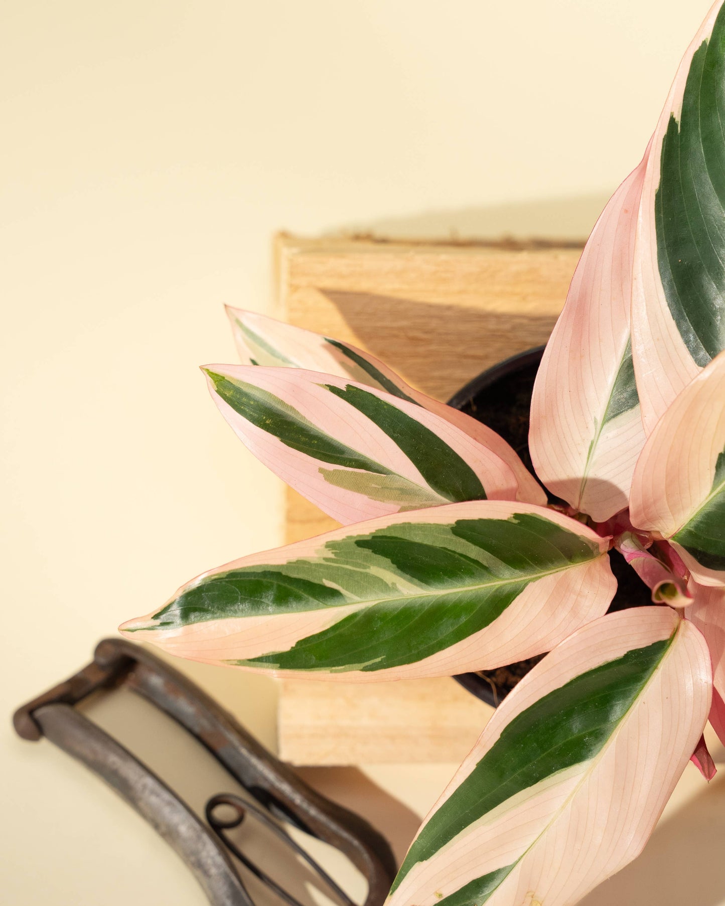 4" Stromanthe 'Trio Star'