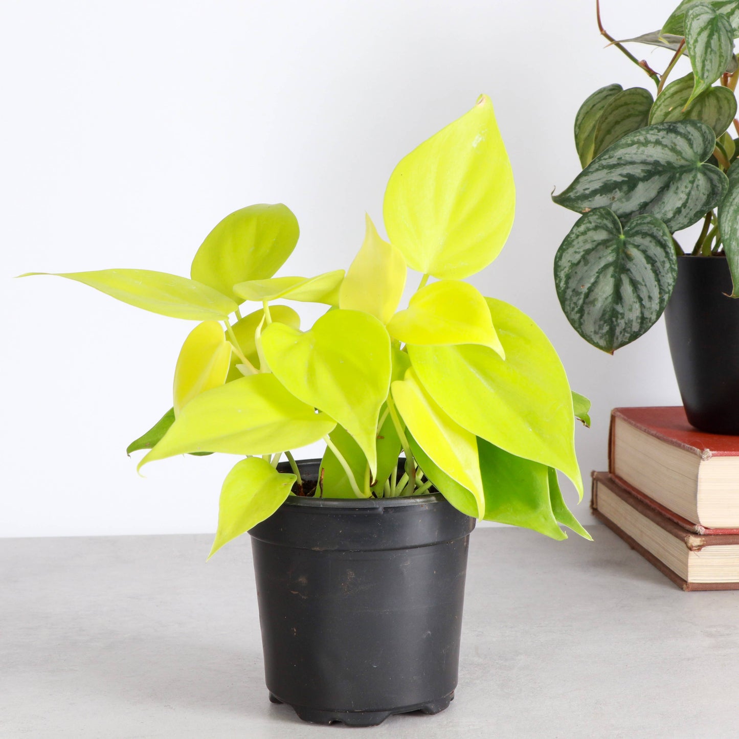 Lemon Lime Philodendron - 4" Live Plant
