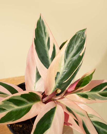 4" Stromanthe 'Trio Star'