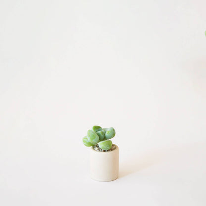 Tiny Pot | Beige