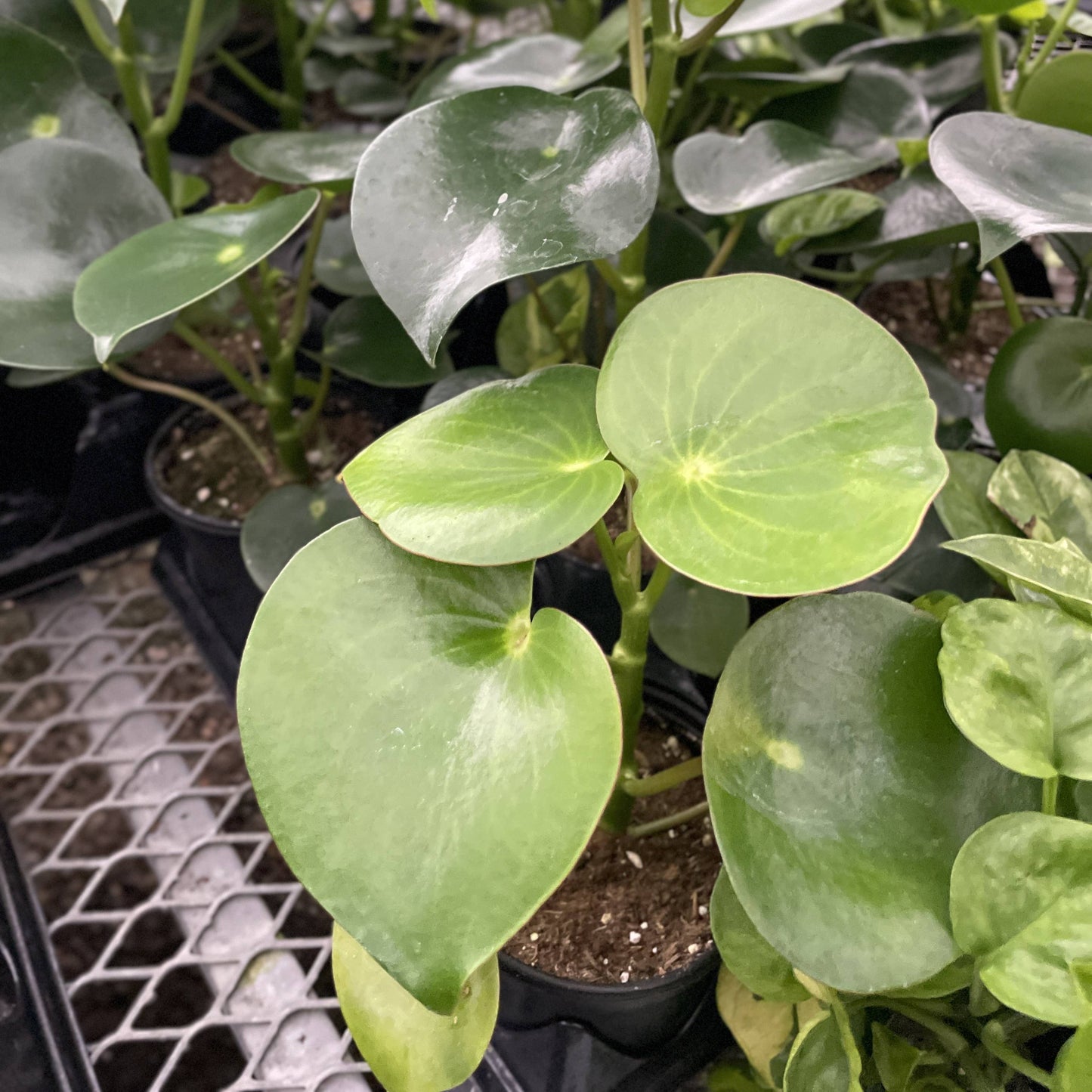 Raindrop Peperomia - 4" Live Plant