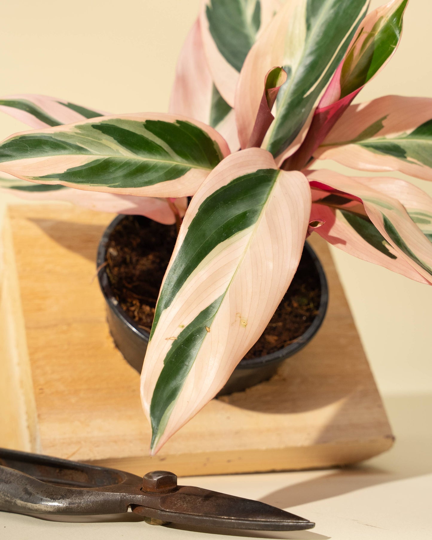 4" Stromanthe 'Trio Star'