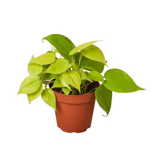 PHILODENDRON NEON 4-inch