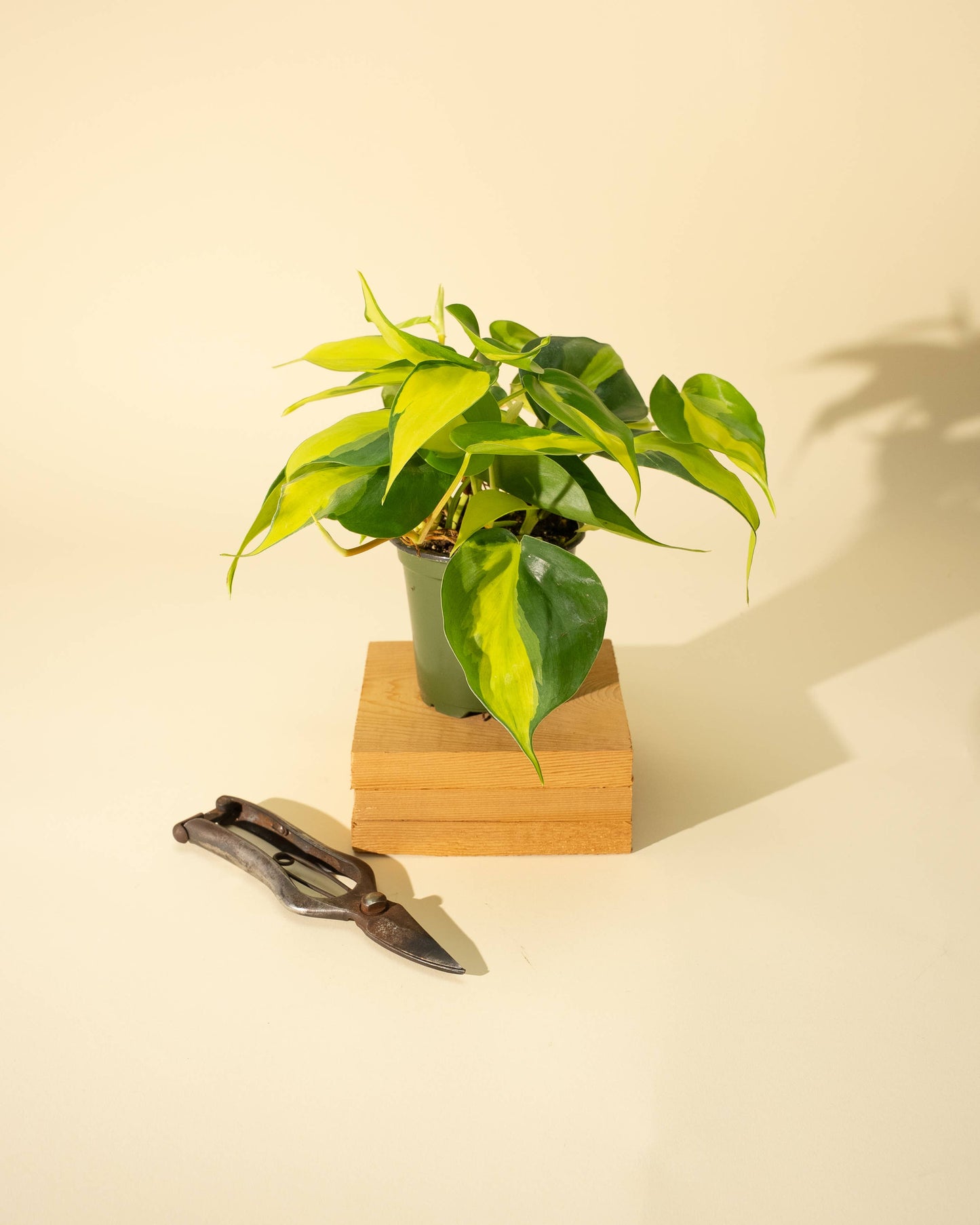 4" Philodendron 'Brasil'