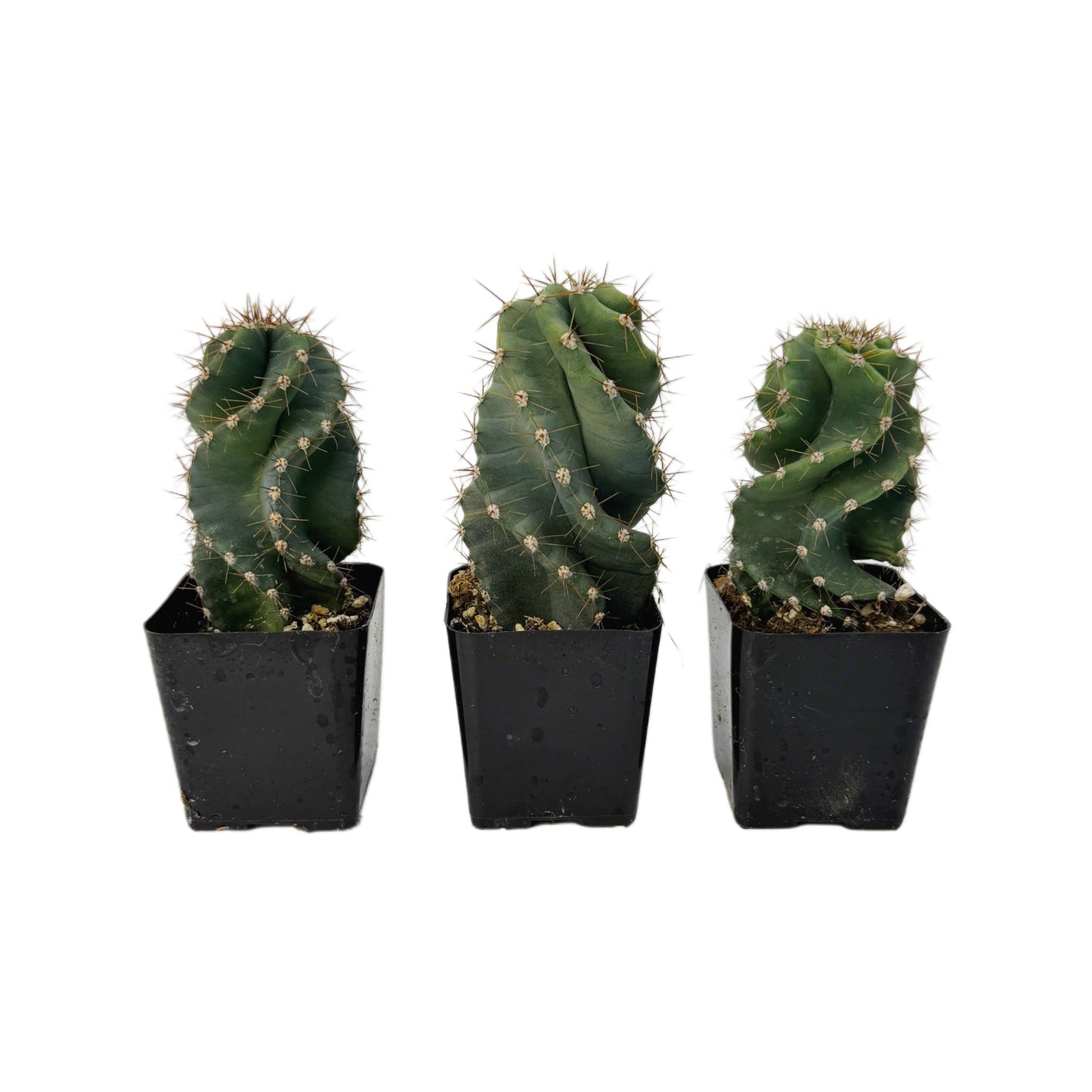 Spiral Cactus | Extra Small 2.5" | Cereus forbesii spiralis