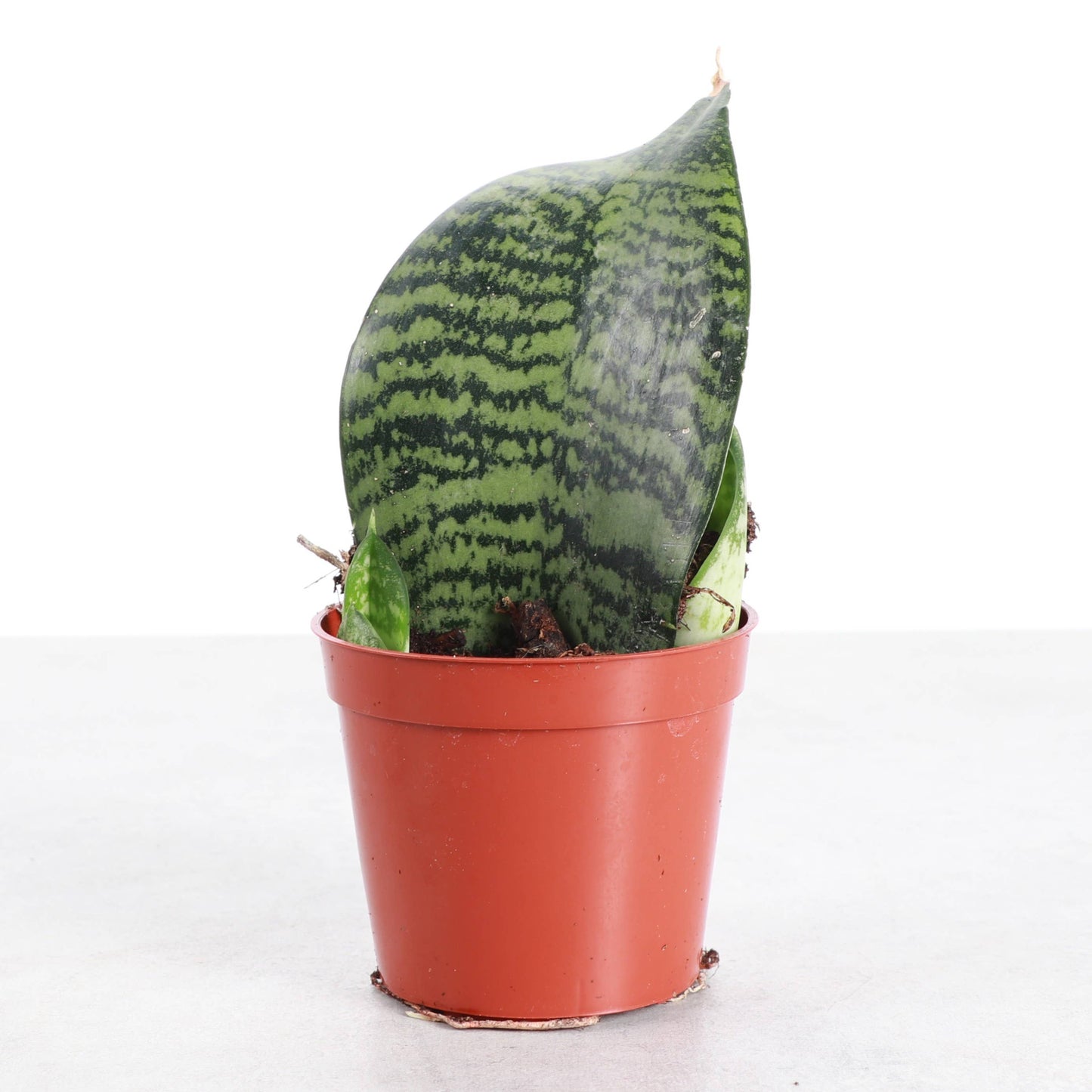 Koi Fin Snake Plant - 2.5" Live Plant - Mini Whale Fin