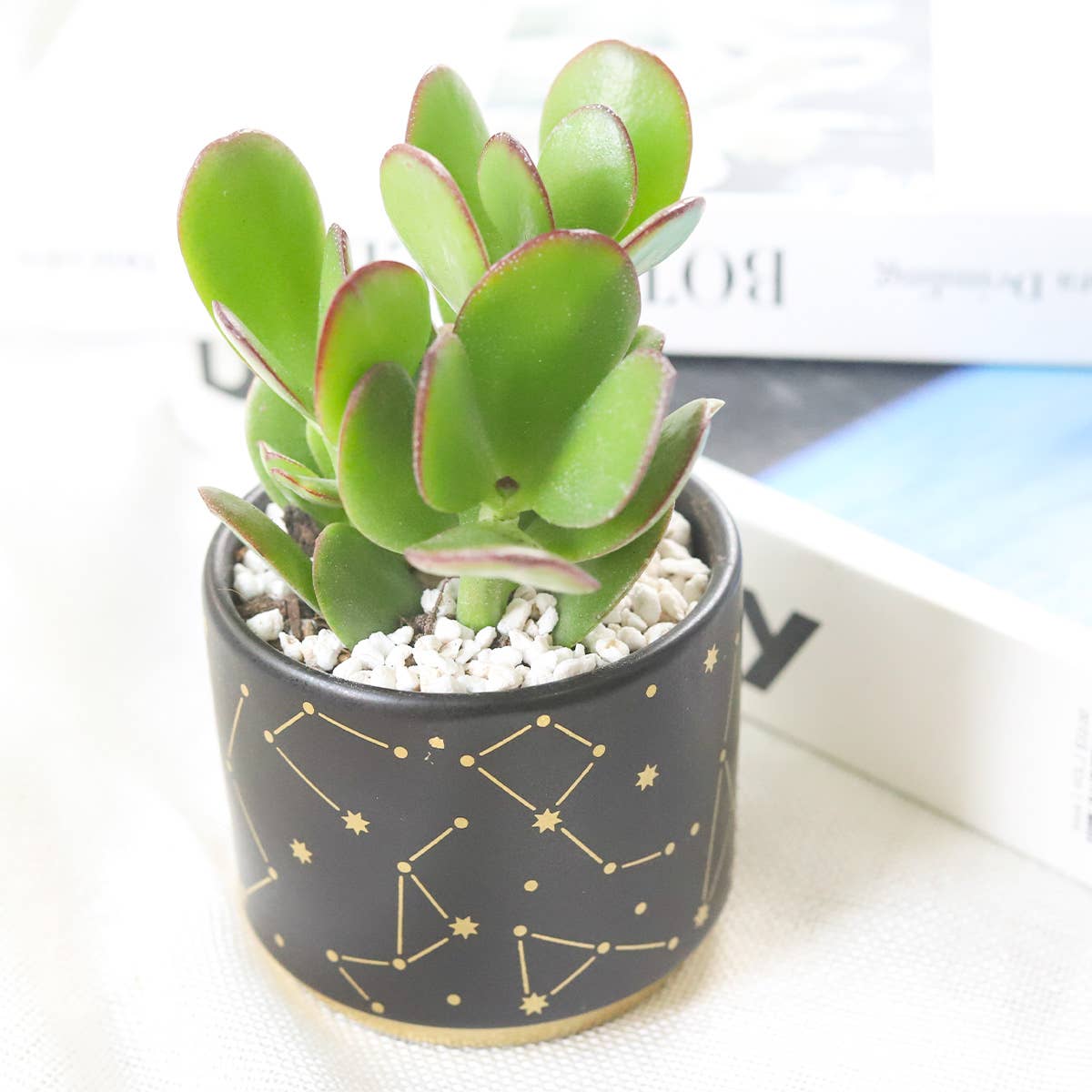 3" Celestial Pot - Succulent Planters For Small Spaces