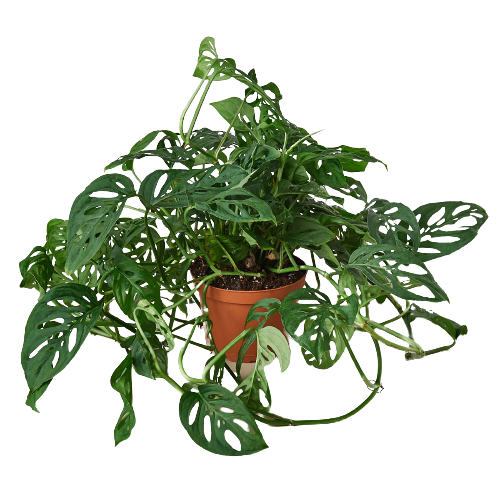 MONSTERA SWISS CHEESE 6-inch