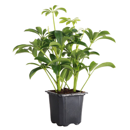 Schefflera Arboricola -  Live Plant