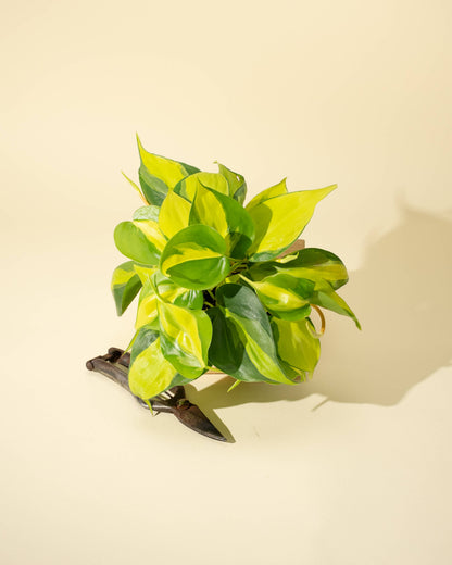 4" Philodendron 'Brasil'