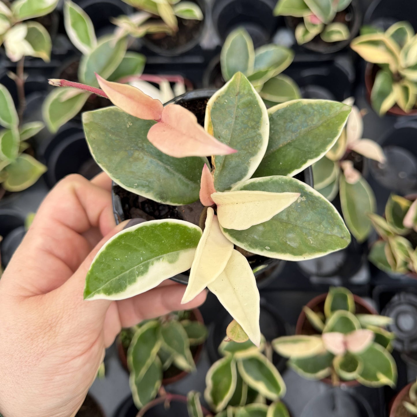Hoya Krimson Queen Tricolor - Wax Plant - Live Plant