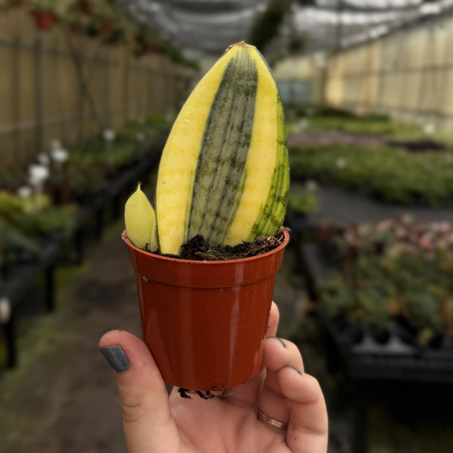 Koi Fin Snake Plant - 2.5" Live Plant - Mini Whale Fin
