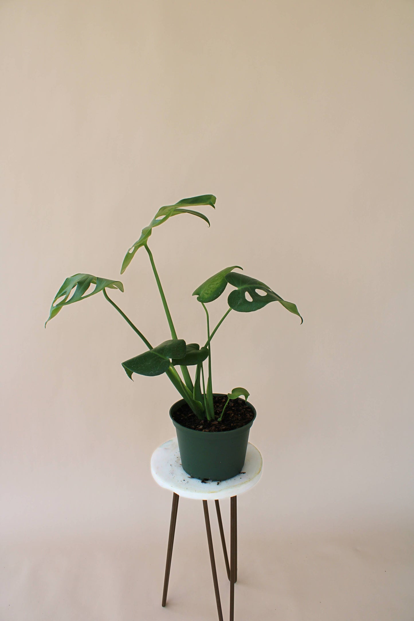 6" Monstera Deliciosa