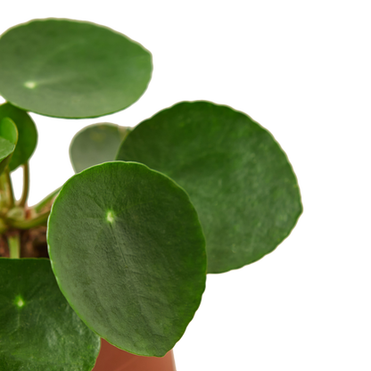 PILEA PEPEROMIODES 4-inch