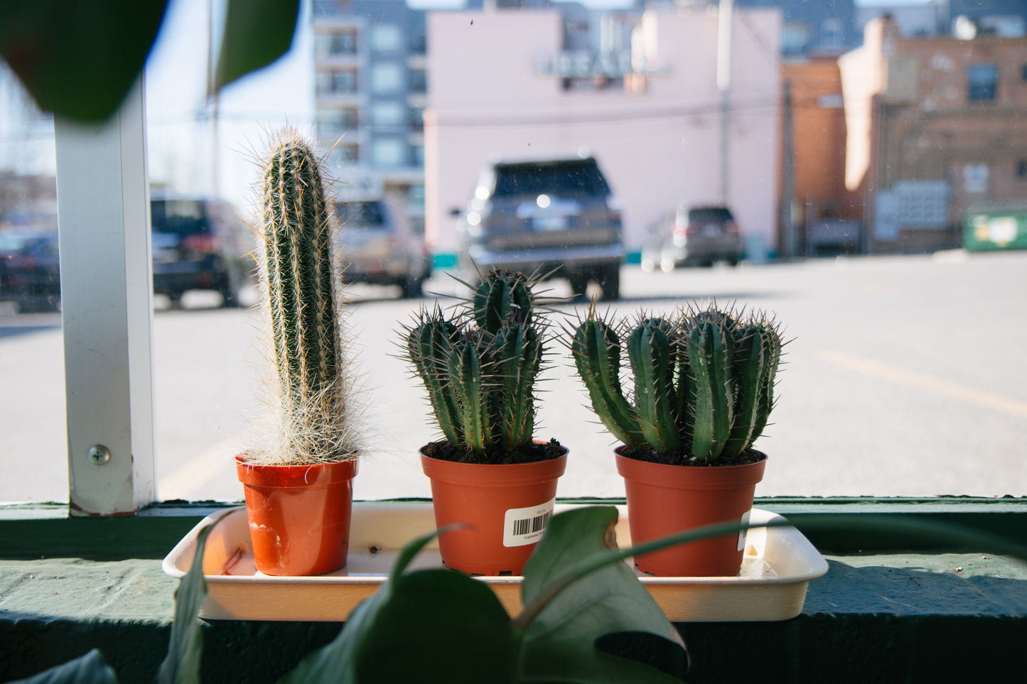 Plant Class: Cactus Practice - July 9th
