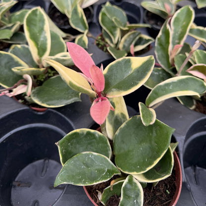 Hoya Krimson Queen Tricolor - Wax Plant - Live Plant