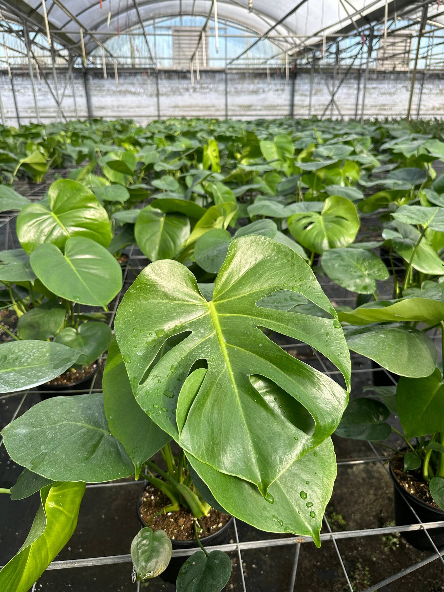 MONSTERA Deliciosa Live Plant 6in
