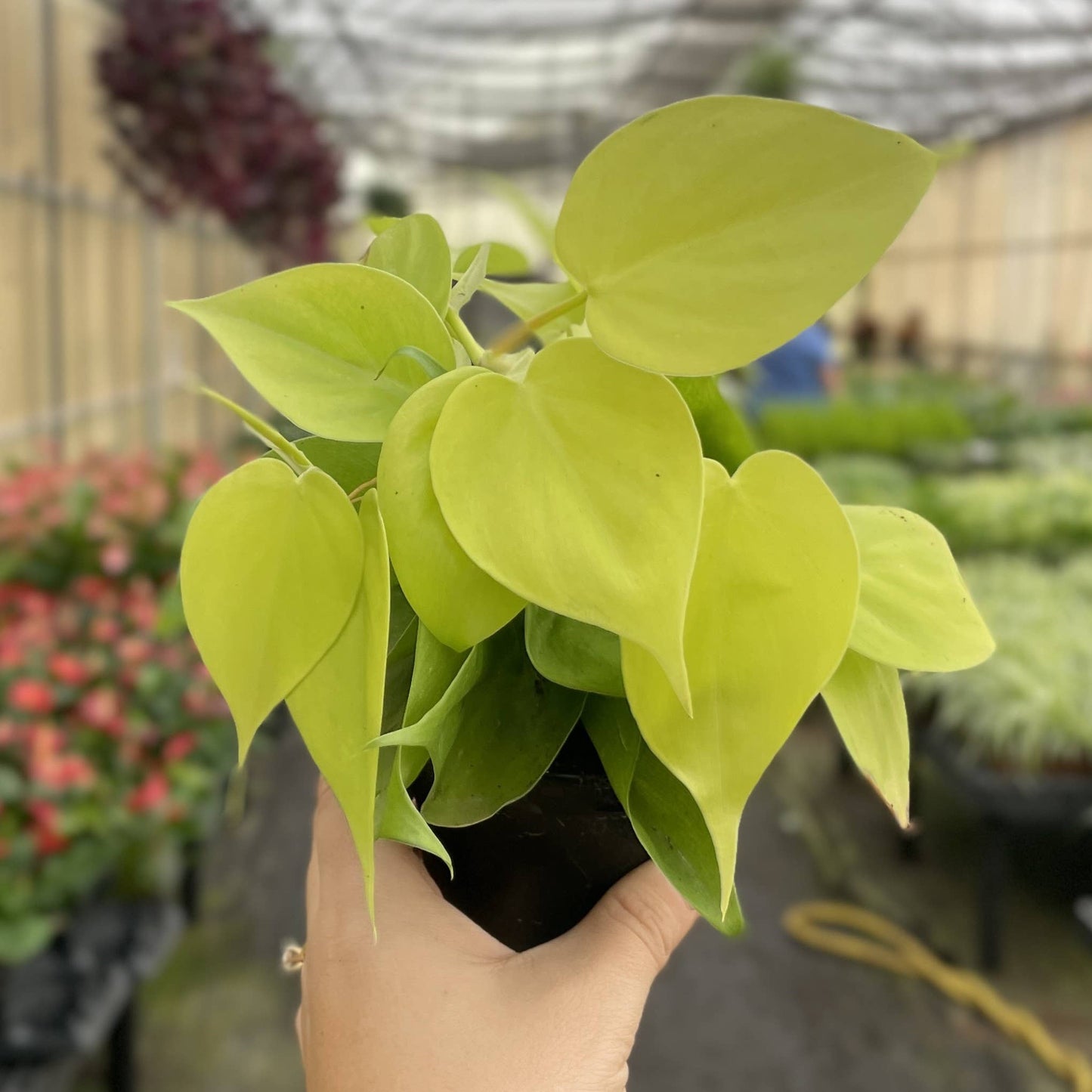 Lemon Lime Philodendron - 4" Live Plant