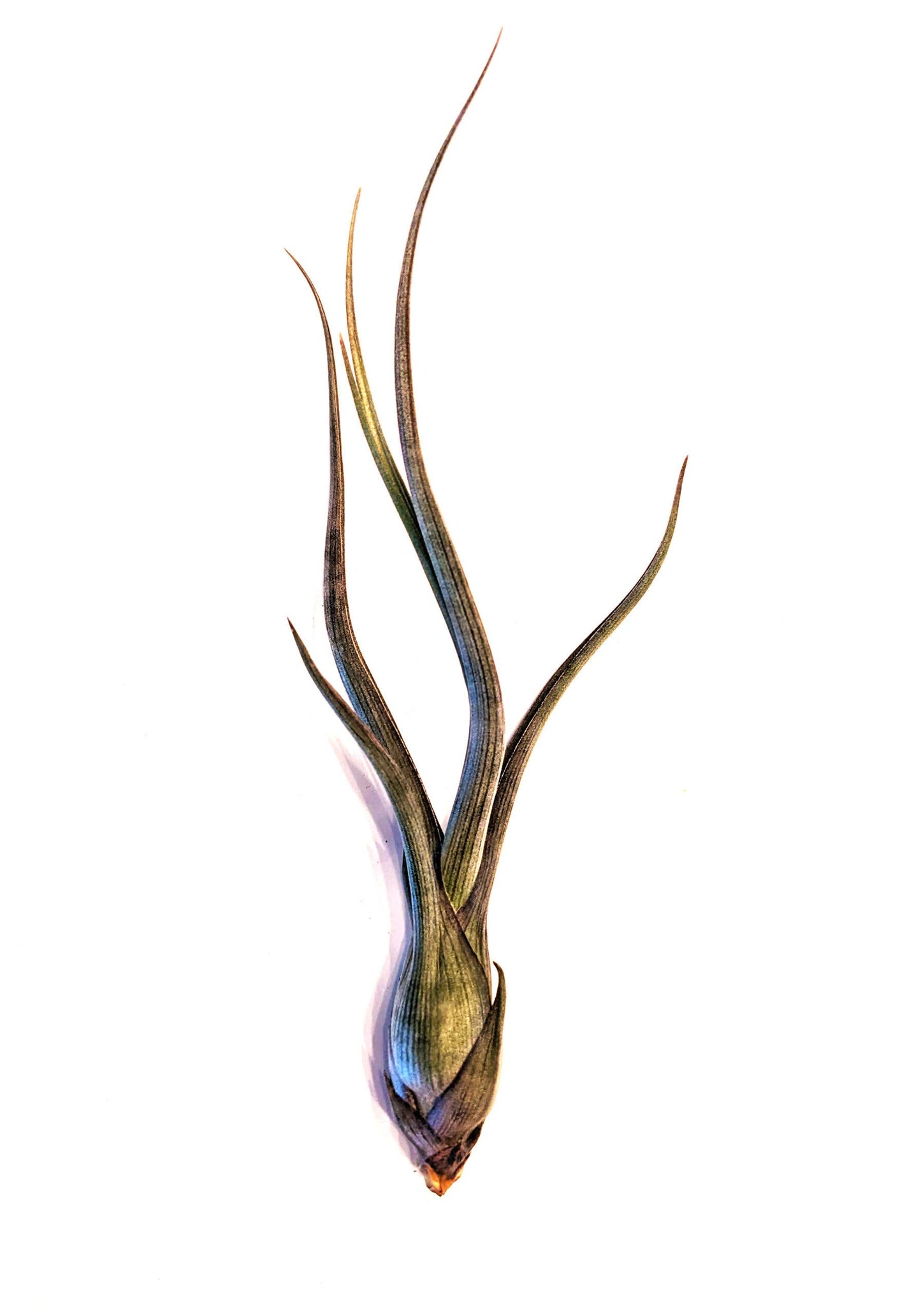 Tillandsia Jumbo Air Plant Mix