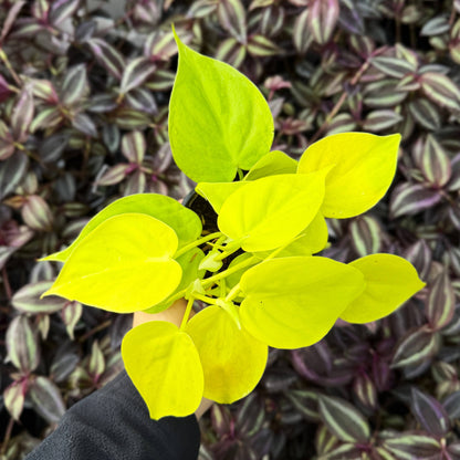 Lemon Lime Philodendron - 4" Live Plant