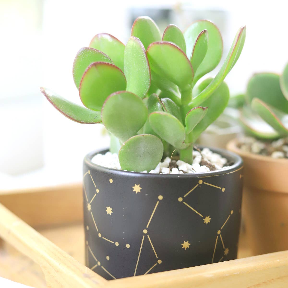 3" Celestial Pot - Succulent Planters For Small Spaces