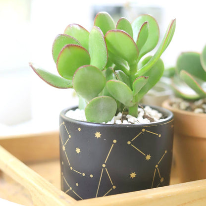 3" Celestial Pot - Succulent Planters For Small Spaces