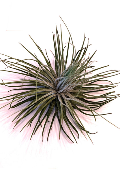Tillandsia Jumbo Air Plant Mix