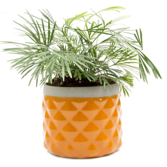 Pina Flower Pots And Planters Succulent Containers
