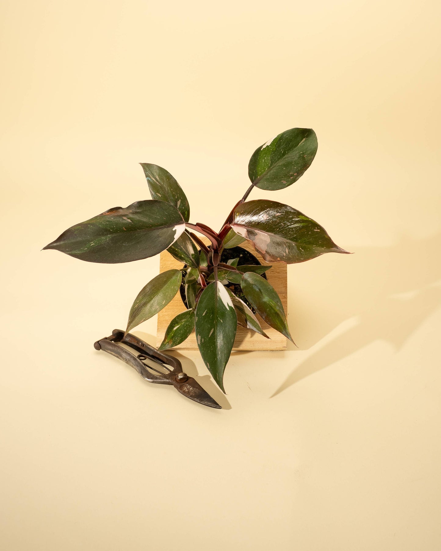 Philodendron Red Anderson 'Pink Knight' - 4 inch