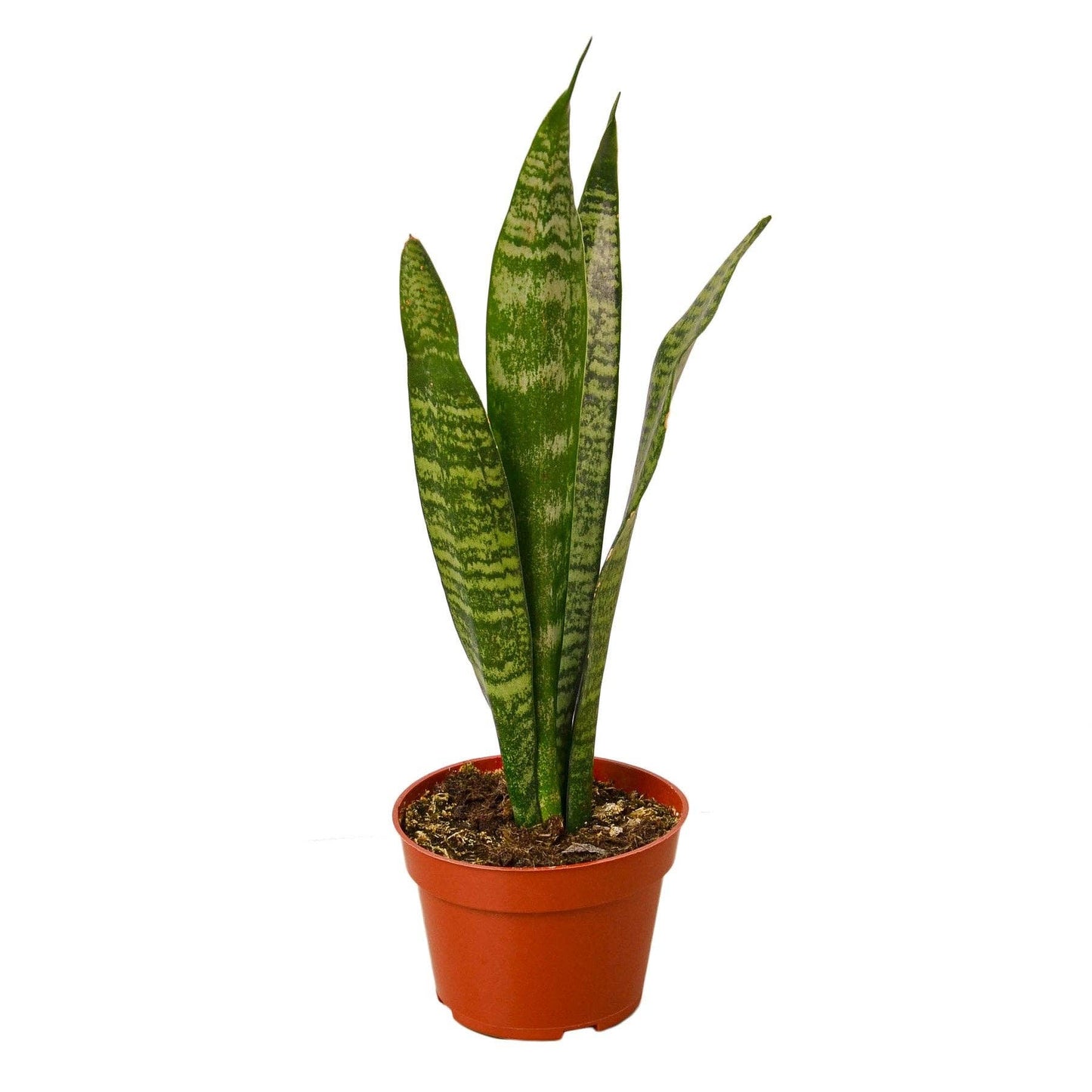 SNAKE PLANT ZEYLANICA  3-inch